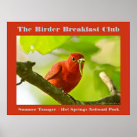 Naturfotografi Sommar Tanager Birder