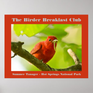 Naturfotografi Sommar Tanager Birder Poster