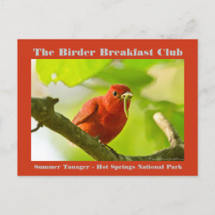 Naturfotografi Sommar Tanager Birder Vykort