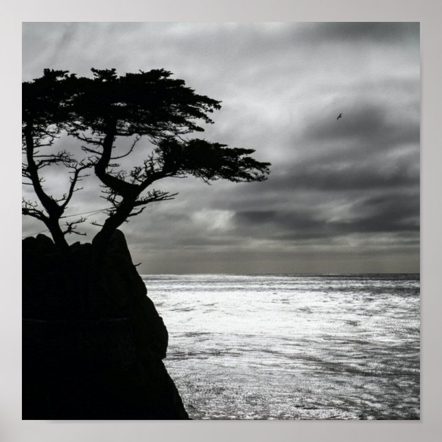 Naturfotografi, svart och vitt poster (Framsidan)