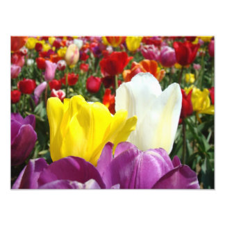 Naturfotografi tryck Tulpan Blommor Trädgård
