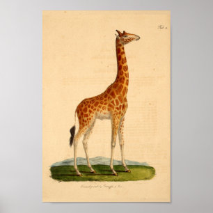 Naturhistoria för tryck för konst för