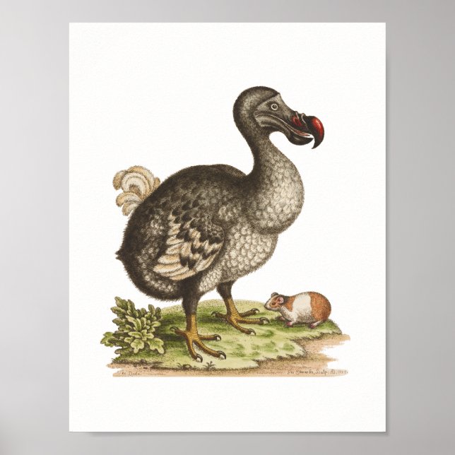 Naturhistoriemuseum - Dodo-Utdöda-Bird Poster (Framsidan)