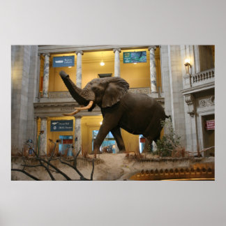 Naturhistorikmuseum Elephant Poster