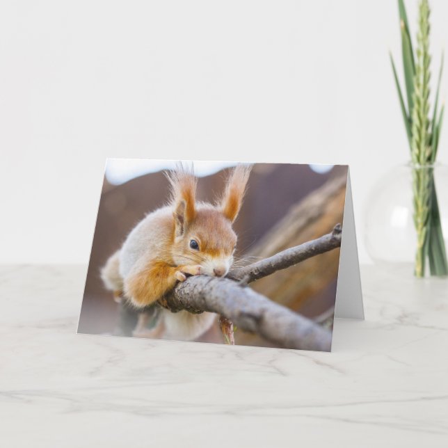 Naturinspiration en mycket bekvämt ekorre kort (Framsida)