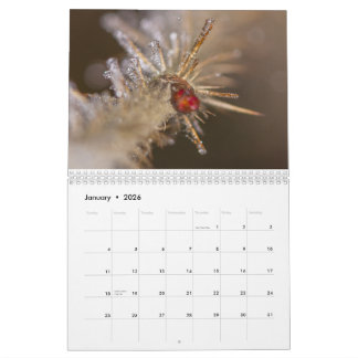 Naturinspirerad 2026-kalender kalender