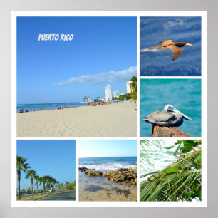 Naturkollage i San Juan, Puerto Rico Poster