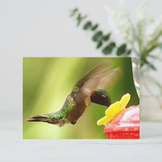 Naturkort Våra kolibri-kort Tack Kort