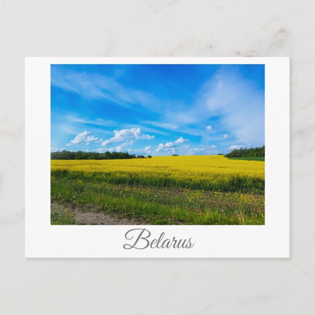 Naturlandskap Canola Fält Rural Belarus Vykort (Framsida)