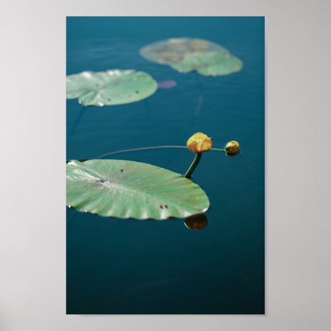 Naturlandskap Gult Vatten Lily Pond River Poster (Framsidan)