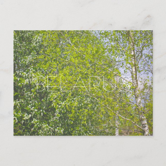 Naturlandskap Landsbygdsmiljö Birch Träd Vykort (Framsida)