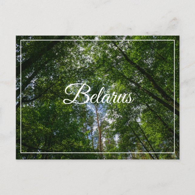 Naturlandskapets vykort Forest Belarus Postcard (Framsida)