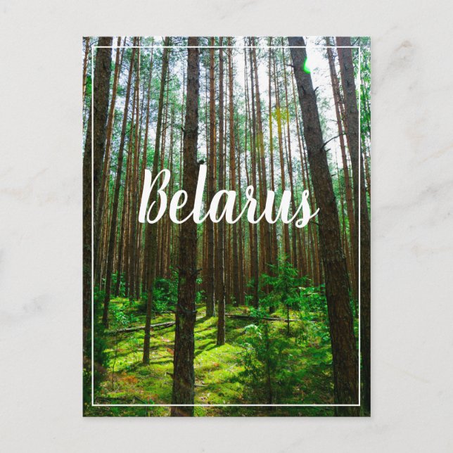 Naturlandskapets vykort Forest Belarus Postcard (Framsida)