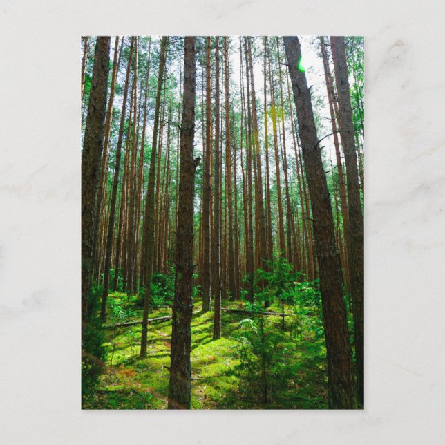Naturlandskapets vykort Forest Belarus Postcard (Framsida)