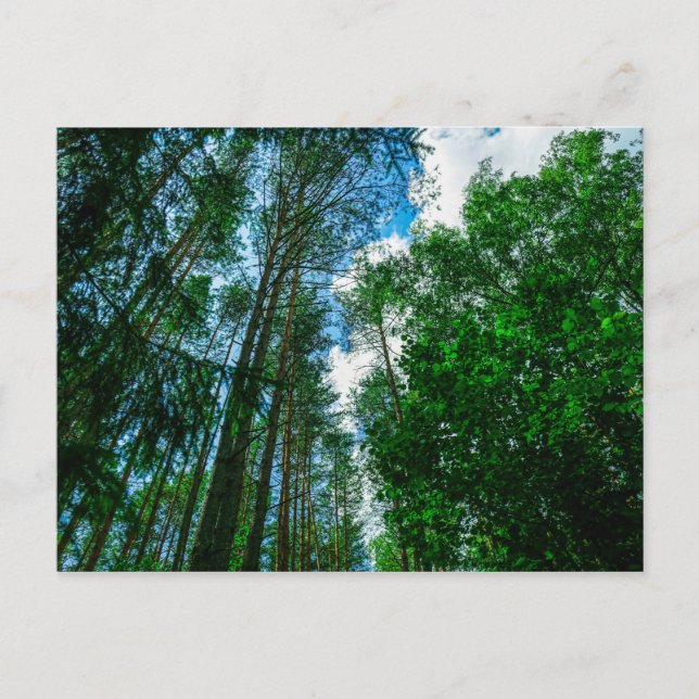 Naturlandskapets vykort Forest Belarus Postcard (Framsida)