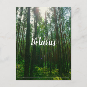 Naturlandskapets vykort Forest Belarus Postcard