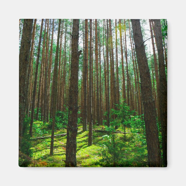 Naturlandskapslandet Forest Belarus Magnet (Framsidan)