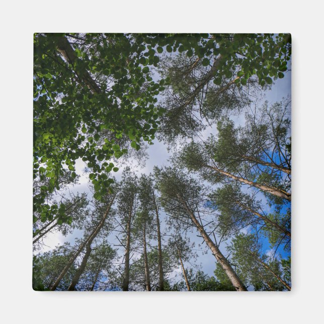 Naturlandskapslandet Forest Belarus Magnet (Framsidan)