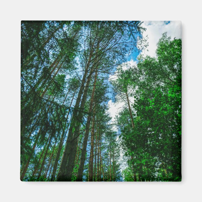 Naturlandskapslandet Forest Belarus Magnet (Framsidan)