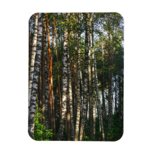 Naturlandskapslandet Forest Birch Träd Magnet