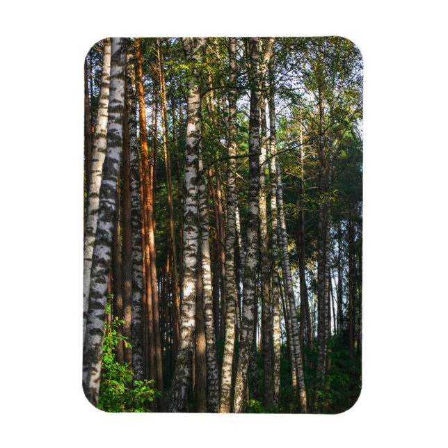 Naturlandskapslandet Forest Birch Träd Magnet (Vertikal)
