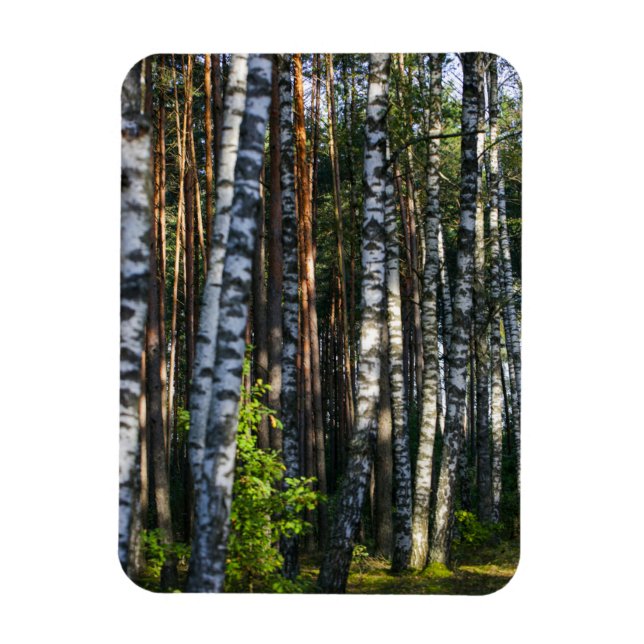 Naturlandskapslandet Forest Birch Träd Magnet (Vertikal)