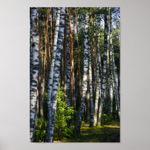 Naturlandskapslandet Forest Birch Träd Poster