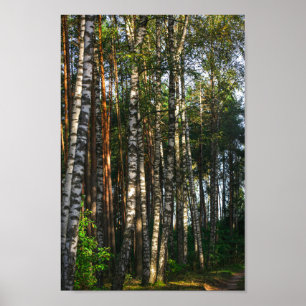 Naturlandskapslandet Forest Birch Träd Poster