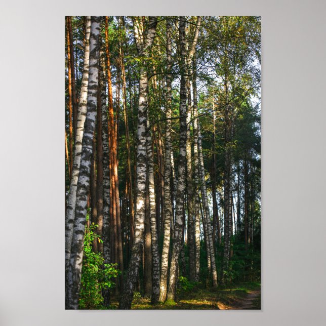 Naturlandskapslandet Forest Birch Träd Poster (Framsidan)