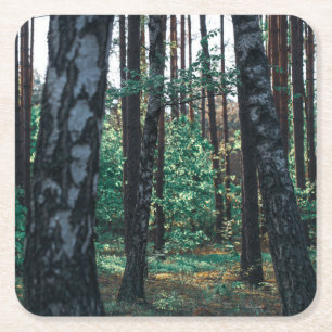 Naturlandskapslandet Forest Birch Träd Underlägg Papper Kvadrat