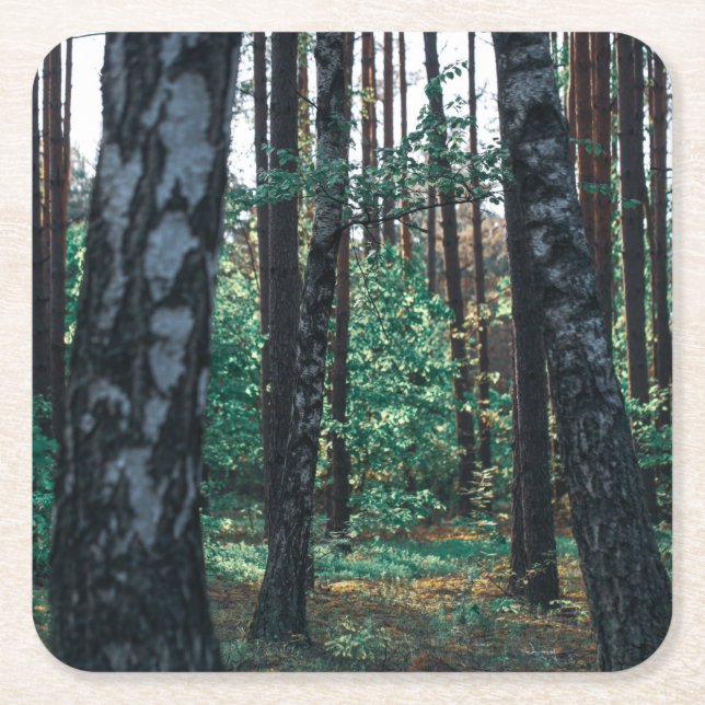 Naturlandskapslandet Forest Birch Träd Underlägg Papper Kvadrat (Framsidan)