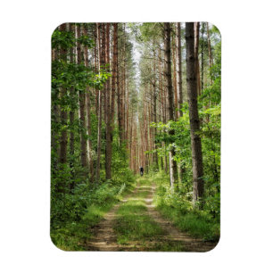 Naturlandskapslandet Forest Träd Vitryssland Magnet