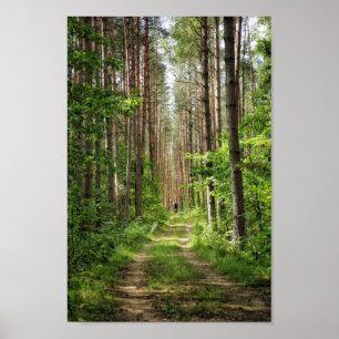Naturlandskapslandet Forest Träd Vitryssland Poster