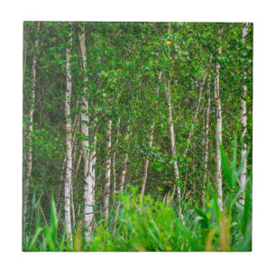 Naturlandskapsområden Birch Träd Kakelplatta