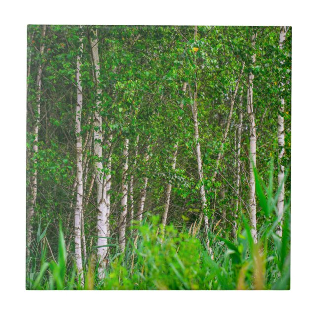 Naturlandskapsområden Birch Träd Kakelplatta (Framsidan)