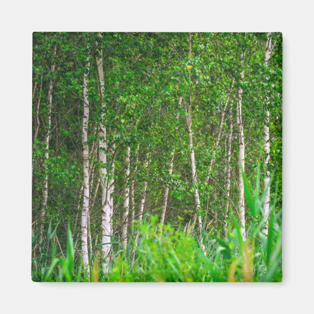 Naturlandskapsområden Birch Träd Magnet (Framsidan)