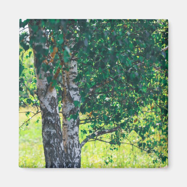 Naturlandskapsområden Birch Träd Magnet (Framsidan)