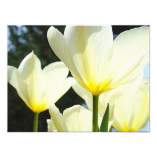 Naturlig blomfotografering Tulpan Blommor konsttry Fototryck
