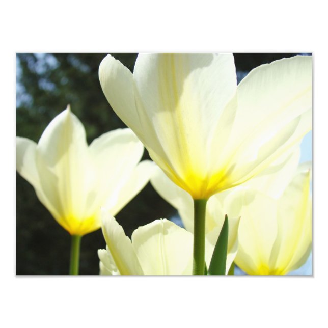 Naturlig blomfotografering Tulpan Blommor konsttry Fototryck (Framsidan)