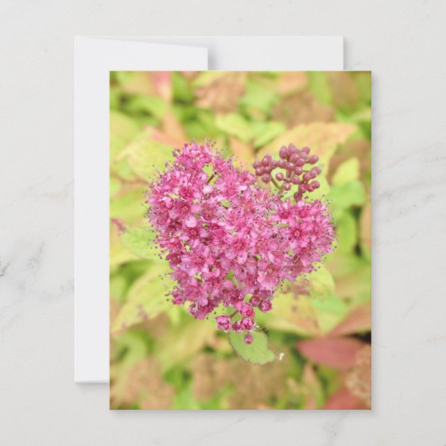 Naturlig blomhjärta - genomborrad av pil. kort (Framsida)