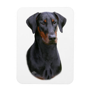 Naturlig gå i ax magnet för Dobermanpinschersvar