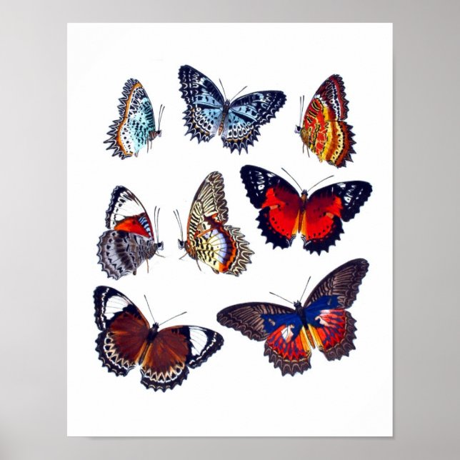 Naturlig historik i antique Butterfly Art Skriv ut Poster (Framsidan)