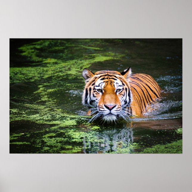 Naturlig naturlig livets bengaltiger i foto från V Poster (Framsidan)