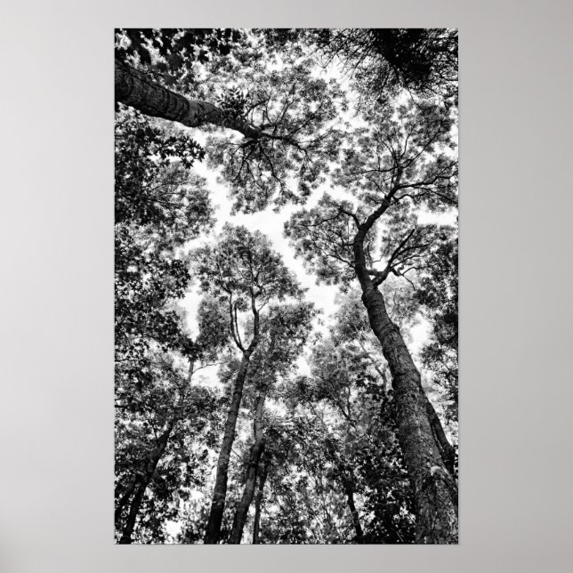 Naturlig passning (träd toppar) poster (Framsidan)