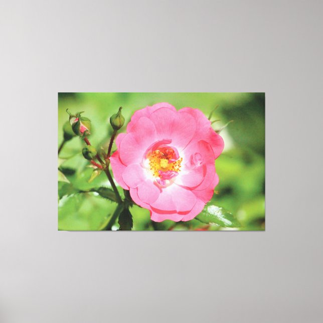 Naturlig Rosa Garden Ro Canvas (Framsida)