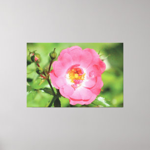 Naturlig Rosa Garden Ro Canvas