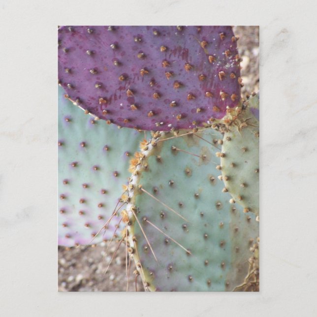 Naturlig skönhet.. Underbart Cactus Färger... Vykort (Framsida)