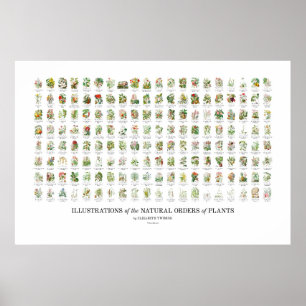 Naturliga beställningar av växter - alla illustrat poster