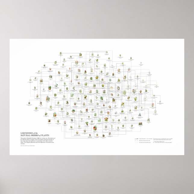 Naturliga beställningar av växter - Förlikningar Poster (Framsidan)