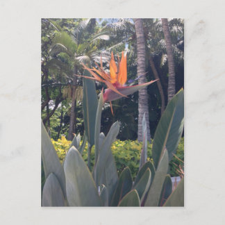 Naturliga underverk Hawaiian stil Vykort